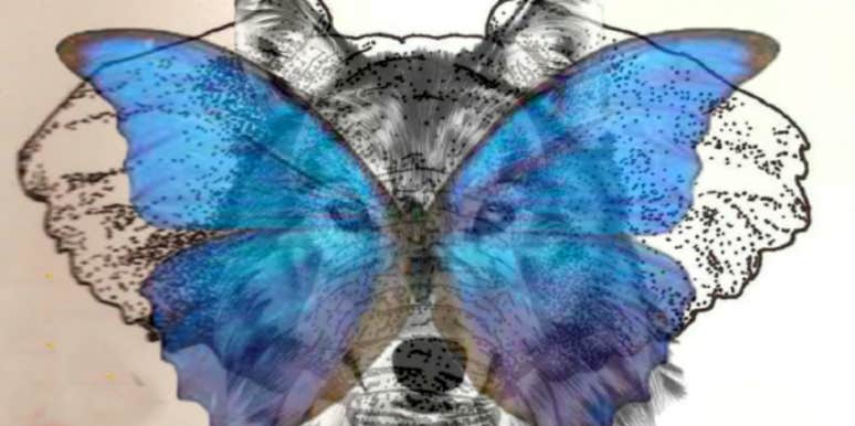 The Animal You See First Reveals How Likely You Are To Cheat The Animal You See First Reveals How Likely You Are To Cheat