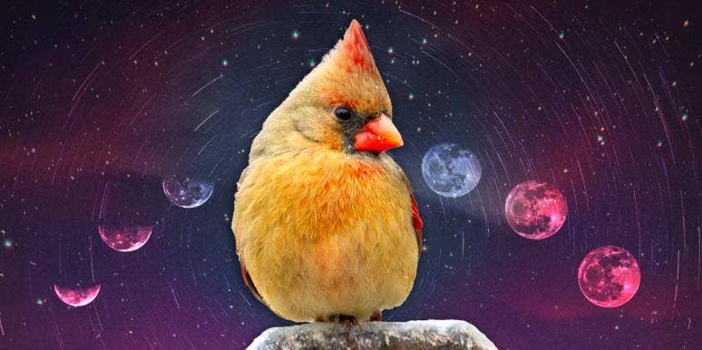Cardinal Symbolism & Spiritual Meanings Of A Cardinal Spirit Animal cardinal symbolism