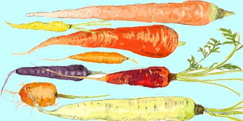 carrots carrots