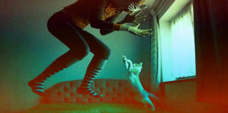 Understanding What Your Cat Is Trying To Say Understanding What Your Cat Is Trying To Say