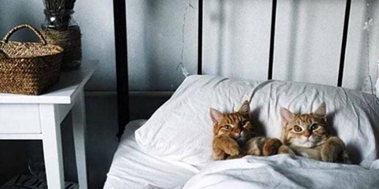 The CAT Is The Best Sex Position For Clitoral Orgasm The CAT Is The Best Sex Position For Clitoral Orgasm
