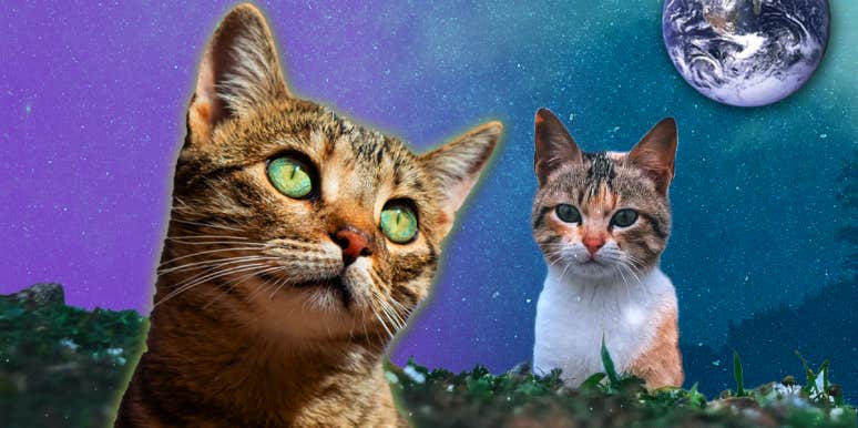 Cat Symbolism & Spiritual Meanings Of A Cat Spirit Animal | YourTango Cat Symbolism & Spiritual Meanings Of A Cat Spirit Animal | YourTango