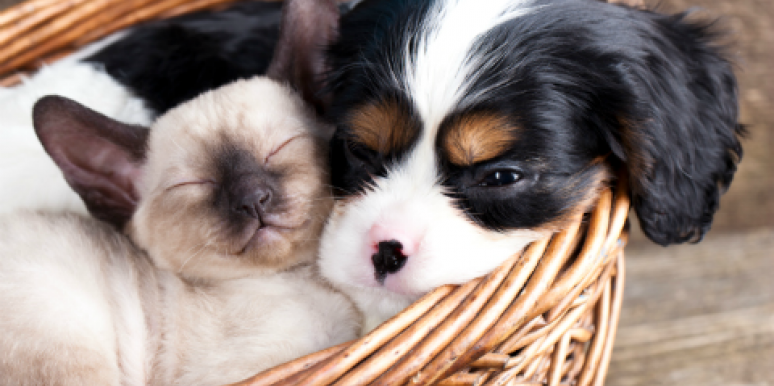 cat and dog cuddling cat and dog cuddling