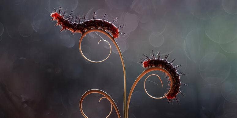 What A Study With Cannibal Caterpillars Says About The Benefits Of Having A Sibling What A Study With Cannibal Caterpillars Says About The Benefits Of Having A Sibling