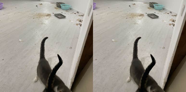 Man Gives Girlfriend An Ultimatum To Pick Between Their Daughter Or All Of Their Pets Cats living in the attic unsanitary