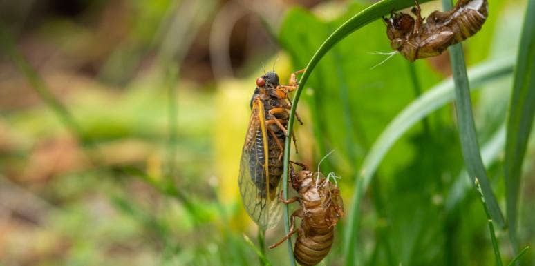 Why Are People Eating Cicadas And Are They Healthy? Cicadas
