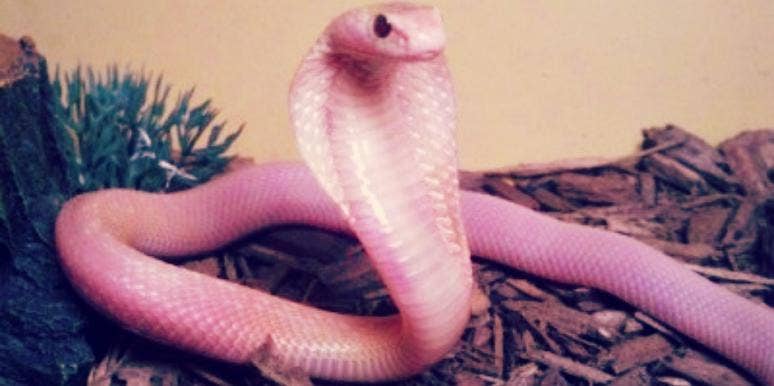 cobra cobra