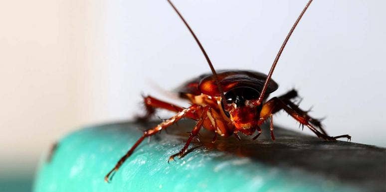 Graphic Video Of Doctors Surgically Removing A LIVE Cockroach From A Woman's Skull Graphic Video Of Doctors Surgically Removing A LIVE Cockroach From A Woman's Skull