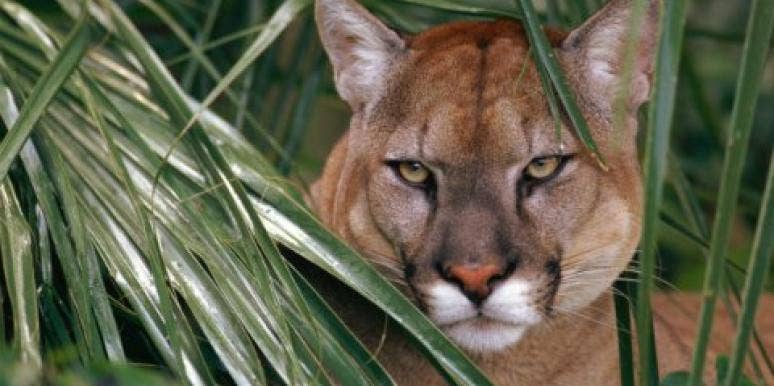 cougar