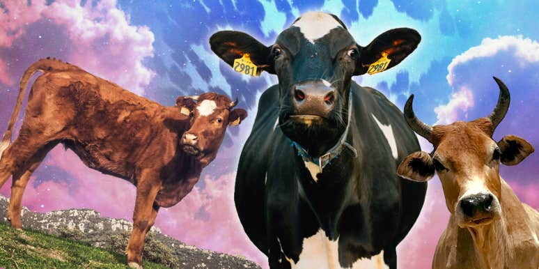 Cow Symbolism & The Meaning Of A Cow Spirit Animal | YourTango