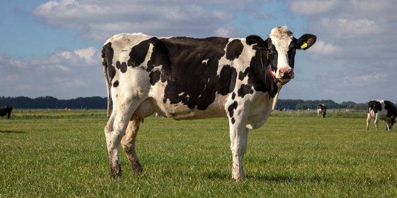 Indonesian Man Allegedly Marries Cow Indonesian Man Allegedly Marries Cow