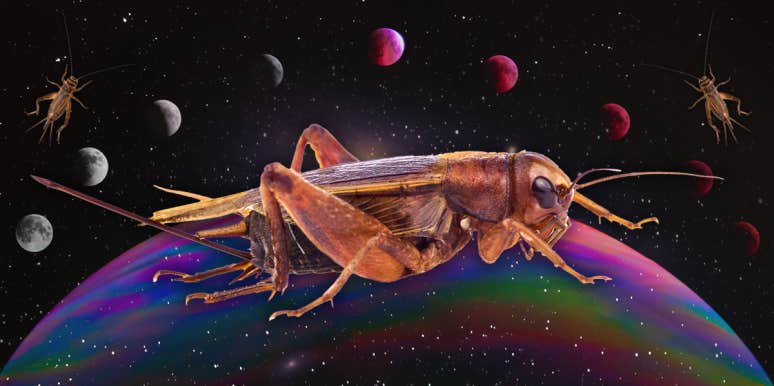 Cricket Symbolism & Spiritual Meanings Of A Cricket Spirit Animal cricket symbolism