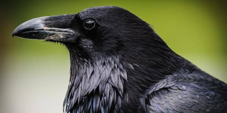 Crow Symbolism: The Spiritual Meaning Of Seeing Crows black crow
