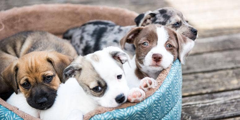 45 Cutest Dog Breeds And What They Look Like As Puppies cutest dog breed puppies