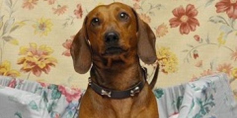How A Dog Almost Ruined My Marriage Dachshund