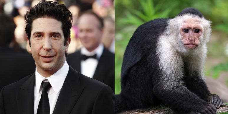 Was David Schwimmer Really 'Jealous' Of Marcel The Monkey Was David Schwimmer Really 'Jealous' Of Marcel The Monkey