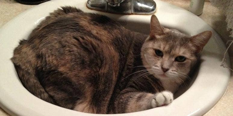 The Death Of My Cat Was A Beautiful, Spiritual Experience The Death Of My Cat Was A Beautiful, Spiritual Experience