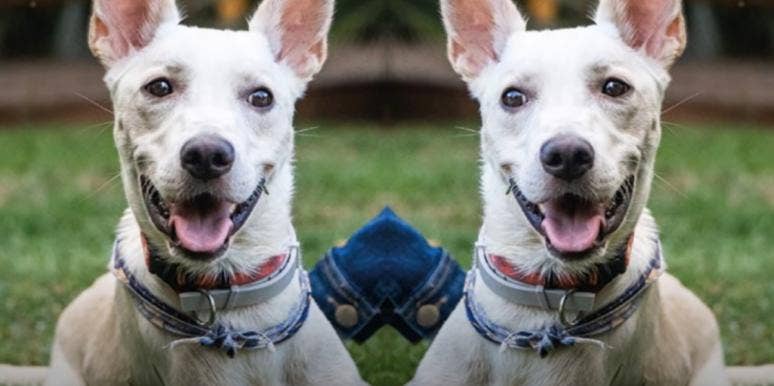 Disabled Dog Abandoned Twice In One Day Finds New Home Disabled Dog Abandoned Twice In One Day Finds New Home