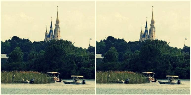 disney gator attack tragedy disney gator attack tragedy