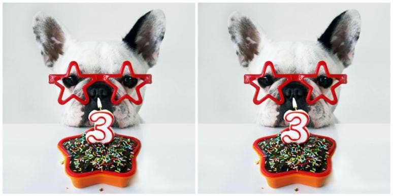 best dog birthday cakes 2018 safe for dog to eat