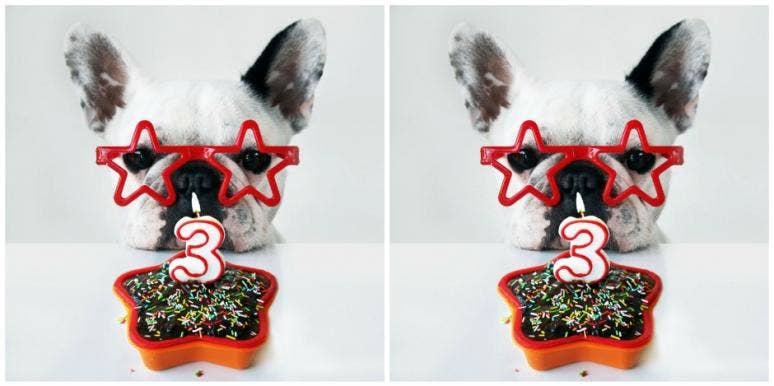 best dog safe birthday cakes 2018 dog treats best dog birthday cakes 2018 safe for dog to eat