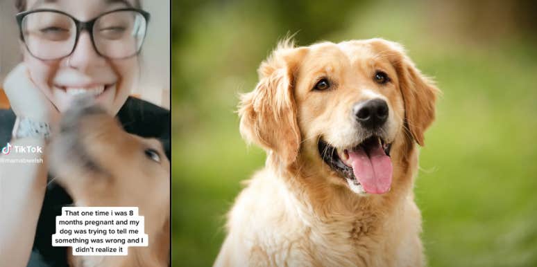 Dog Alerted Pregnancy Was At Risk & Saved Her Baby Woman, Golden Retriever