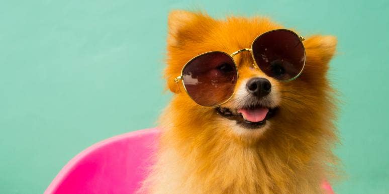 75 'Mutts-Read' Dog Puns Dog with sunglasses