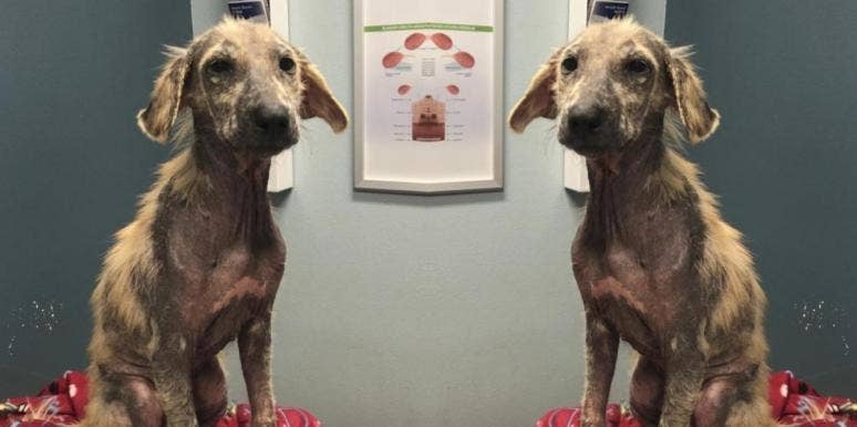 Watch This Scared, Mangy Dog's Inspirational Before & After Transformation Watch This Scared, Mangy Dog's Inspirational Before & After Transformation