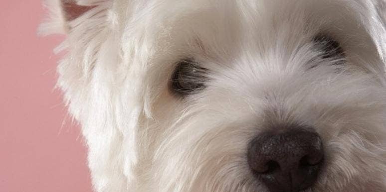 terrier terrier