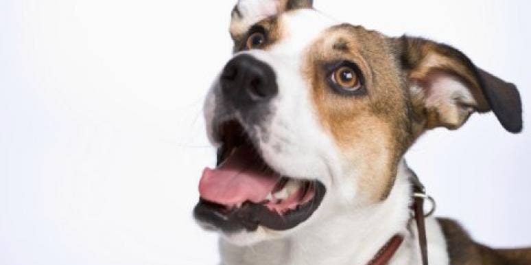 dog ready to play dog