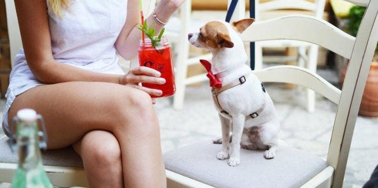 8 Human Foods That Are Safe For Dogs And 8 Foods Dogs Shouldn't Eat 8 Human Foods That Are Safe For Dogs And 8 Foods Dogs Shouldn't Eat