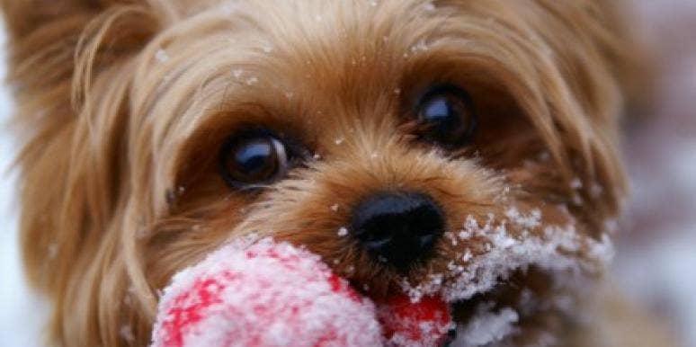 Dog playing in the snow Dog playing in the snow