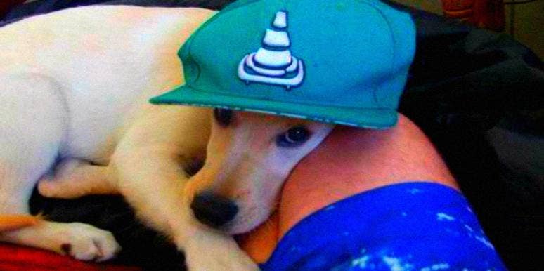 Why Were Rescue Dogs Shot By An Australian Council? COVID-19 Response Prompts Investigation Rescue Dogs