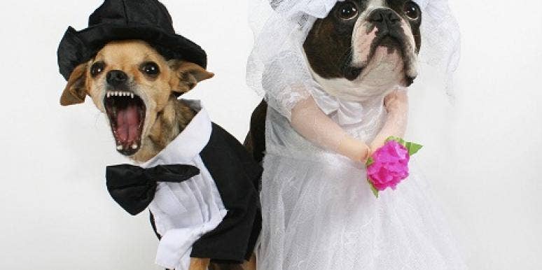 dog wedding dog wedding