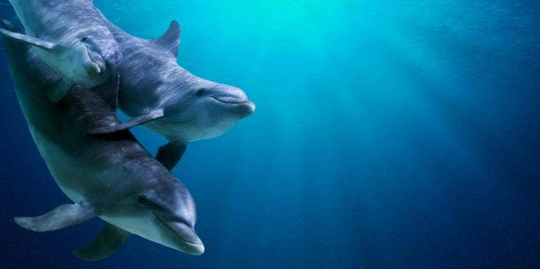 Dolphins Are Enamored By A Nursing Mom At The Zoo