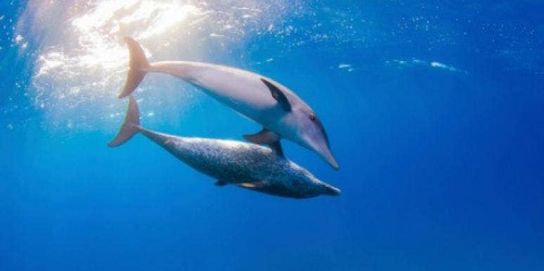 8 Animals You Didn’t Know Were Sluts 8 Animals You Didn’t Know Were Sluts