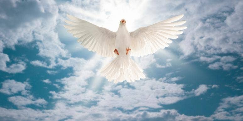 dove flying in the light of god