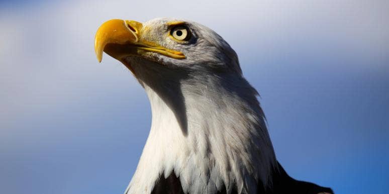 Eagle Symbolism & The Spiritual Meaning Of Seeing Eagles bald eagle