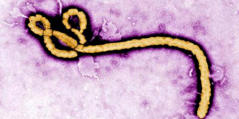 ebola virus ebola virus