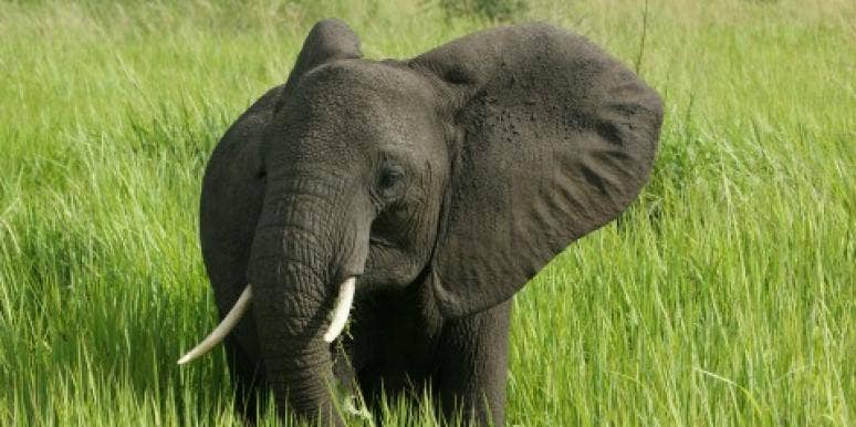 elephant elephant