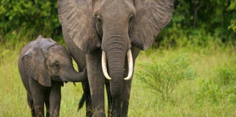 Long-Range Love: Elephant Family Reunites In Tender Moment