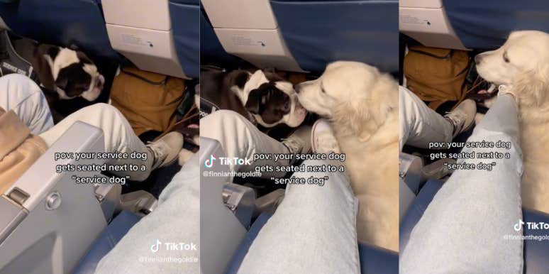 Video Of Emotional Support Animal Bothering Service Dog During Flight Sparks Debate | YourTango Video Of Emotional Support Animal Bothering Service Dog During Flight Sparks Debate | YourTango