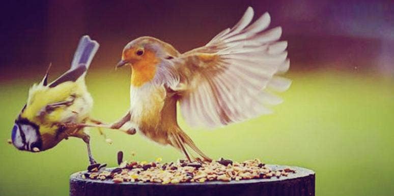 birds fighting birds fighting