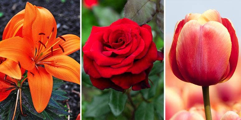 15 Flowers With Negative Meanings orange lilly, red rose, and tulip