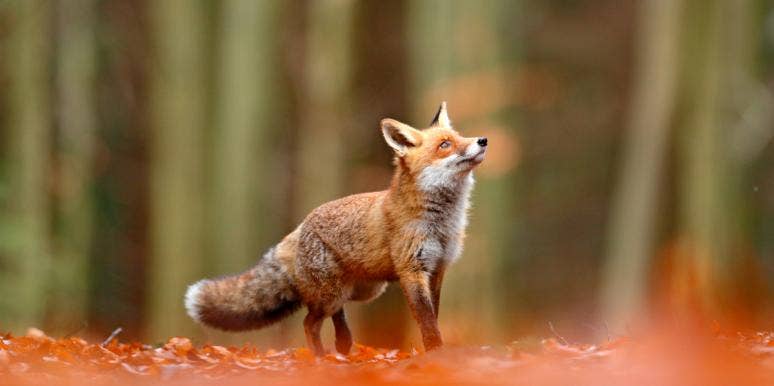 Fox Symbolism & The Spiritual Meanings Of Foxes fox in the woods