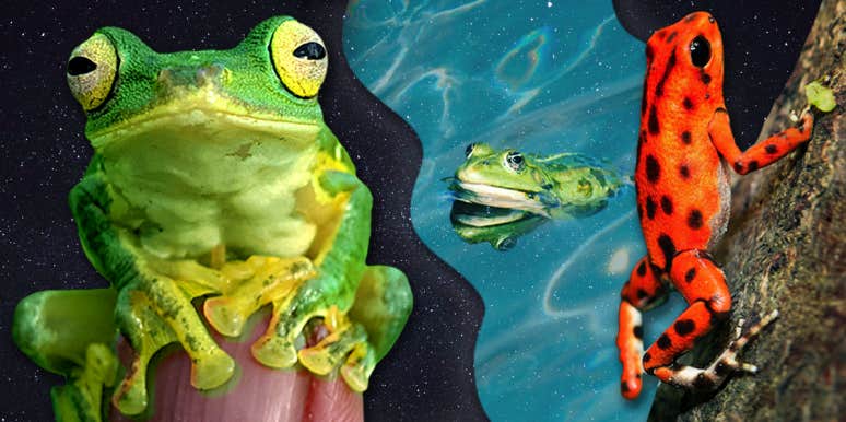Frog Symbolism & Spiritual Meaning Of A Frog Spirit Animal frogs