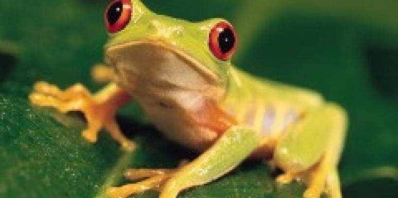 frog frog