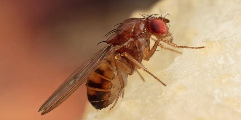 How To Get Rid Of Fruit Flies In Your Home