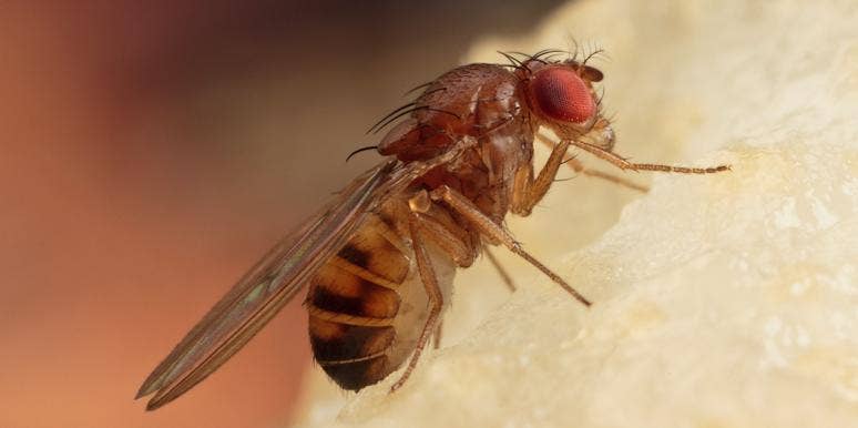 How To Get Rid Of Fruit Flies In Your Home How To Get Rid Of Fruit Flies In Your Home