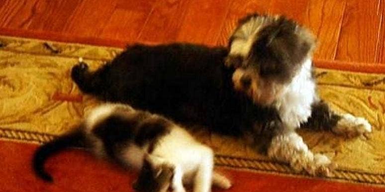 Love Story: Lost Dog & Kitten Are Moving In Together Love Story: Lost Dog & Kitten Are Moving In Together